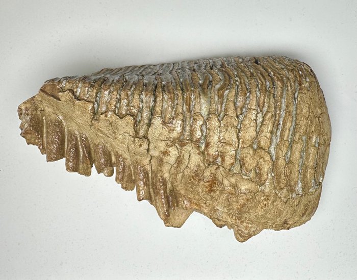 Wolharige mammoet - Fossiele kies - 21 cm