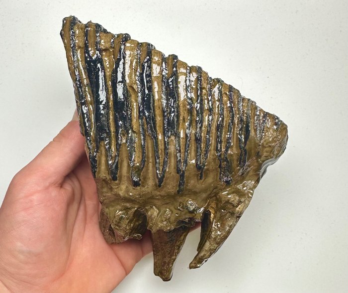 Uldhåret mammut - Fossil molar - 17 cm