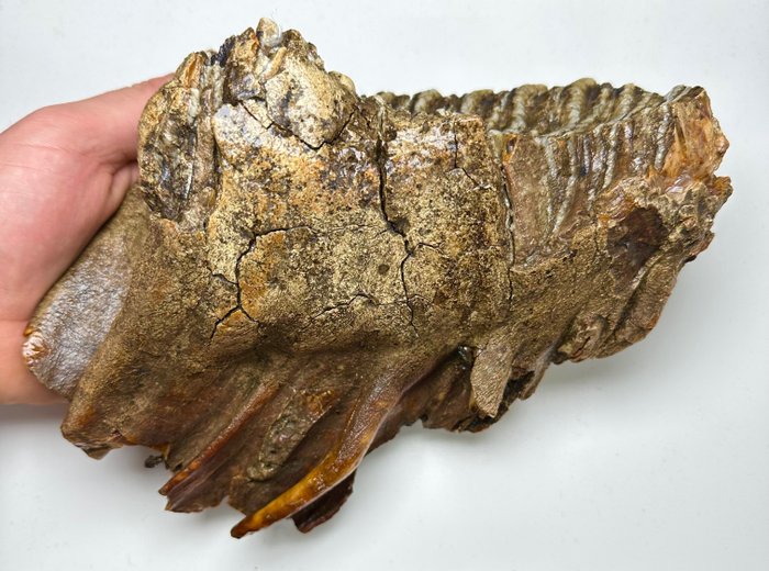 Mammut Lanoso - Molare fossile - 14 cm