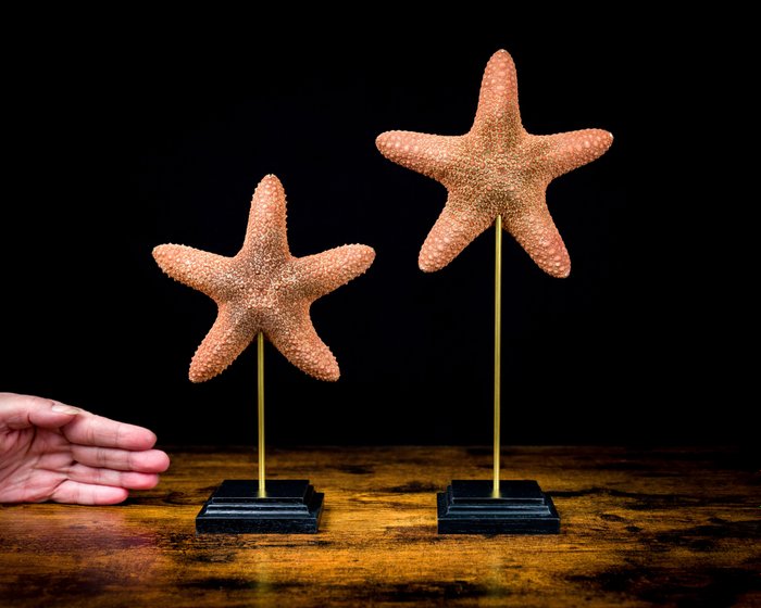 Conjunto estrela do mar Corpo inteiro embalsamado - Pentaster obtusatus - 327 mm - 163 mm - 80 mm