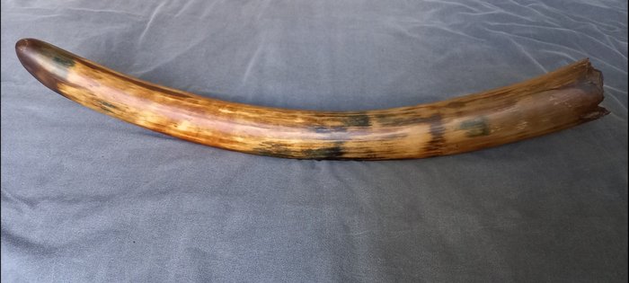 Wolliges Mammut - Versteinerter Stoßzahn - Mammuthus - 65 cm - 6 cm