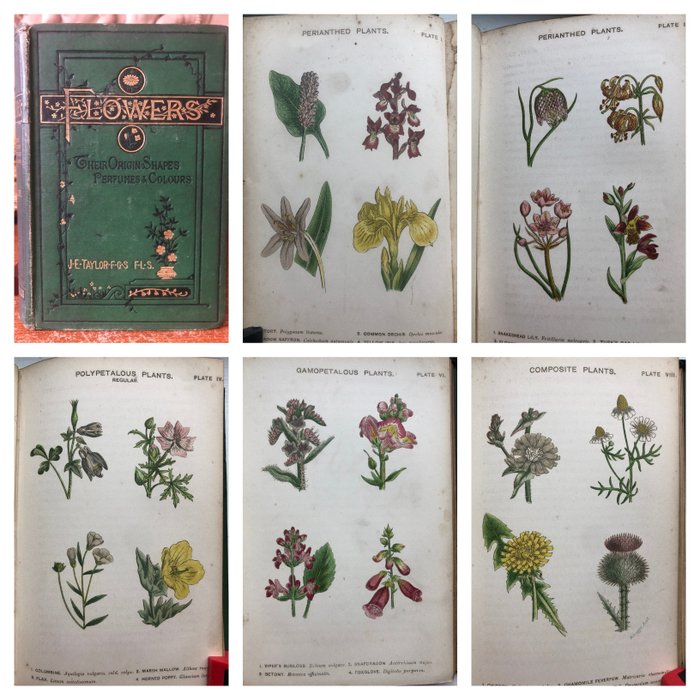 J. E. Taylor - Sowerby. - Flowers; Their origin, shapes, perfumes & colour - 1878