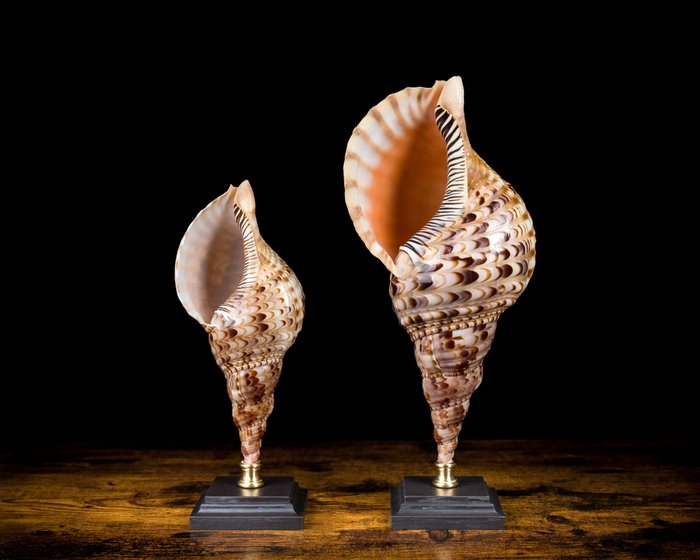 Grande set di trombe di Tritone su piedistallo personalizzato Conchiglia marina - Charonia tritonis