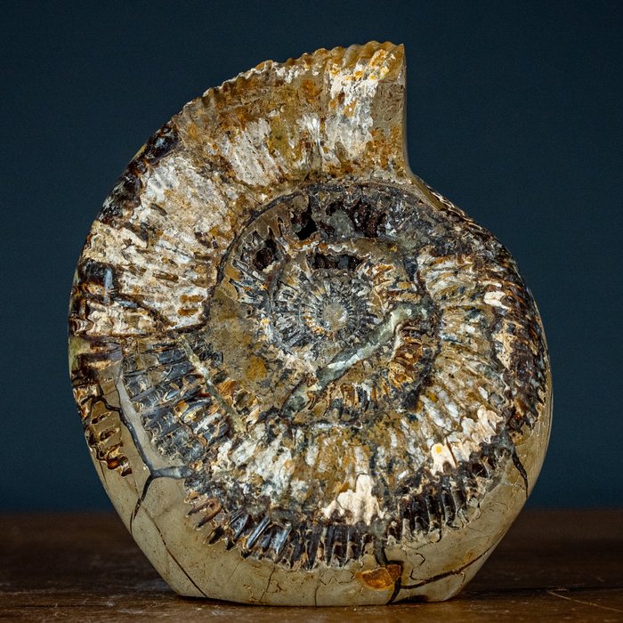 Nagyon ritka! Megkövesedett ammoniták szeptarian Szabad forma- 2689.49 g