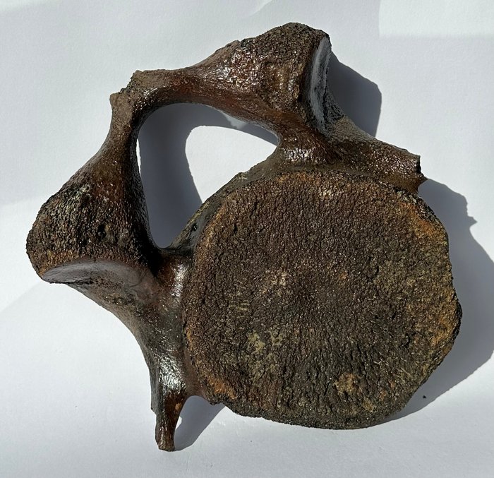 mammut - Fossilt ryggradsben - Fossil vertebra bone - 24 cm - 20 cm