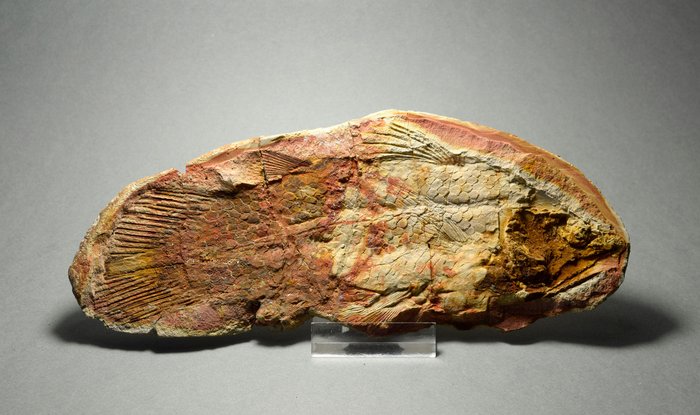 Animal fosilizado - Piveteauia madagascariensis - 17.5 cm
