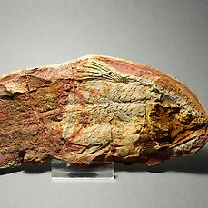 Gefossiliseerd dier – Piveteauia madagascariensis – 17.5 cm
