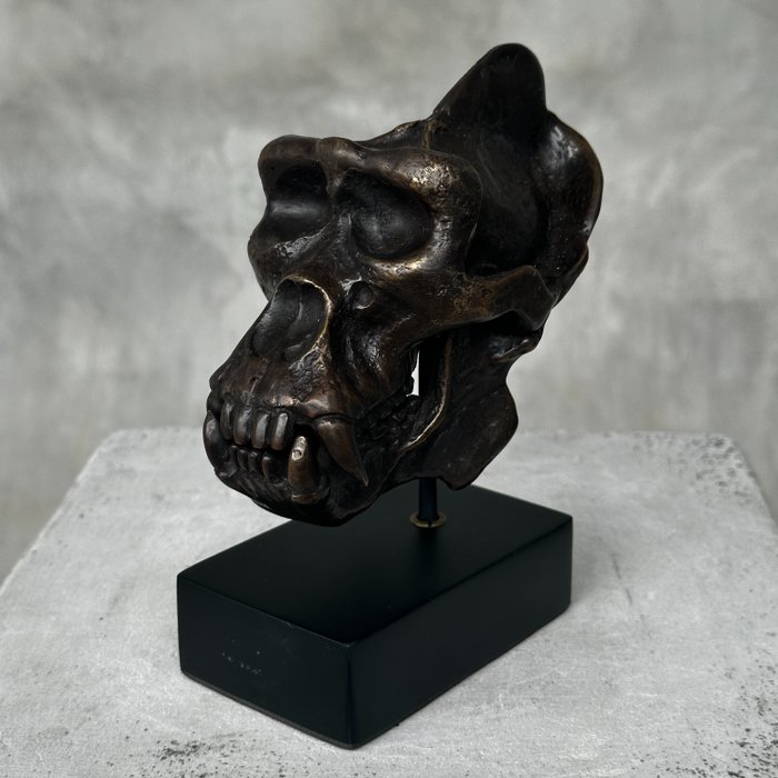 Szobor, NO RESERVE PRICE - Gorilla Skull Sculpture - 15 cm - Bronz