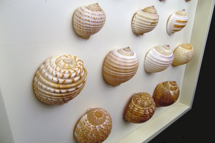 壁画头盔蜗牛 / 帽子蜗牛 ┼ 动物标本剥制壁挂支架 - verschiedene Cassidae - 56 cm - 56 cm - 5 cm - 非《濒危物种公约》物种 - 18