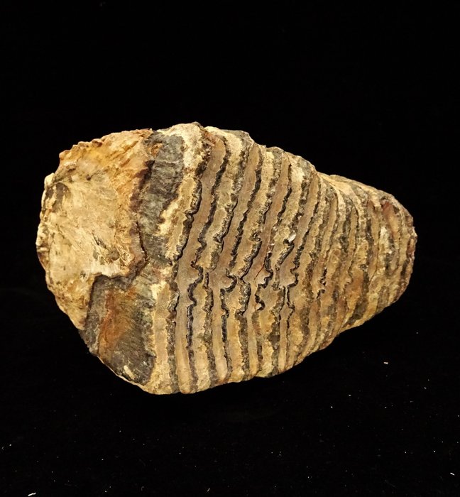 plejstocen - Skamieniały ząb mamuta włochatego - Plejstocen
