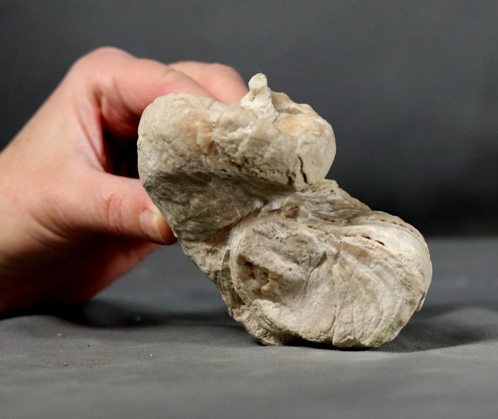 Rudiste fossile naturel à opercule - Animal fossilisé - Requienia ammonia - 10.7 cm - 8.6 cm