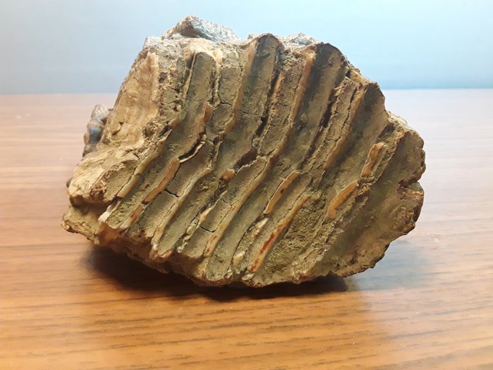 Villamammutti - Fossiilinen alaleuan luu - Mammuthus primigenius - 90 mm - 75 mm