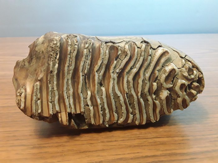 Mamut włochaty - Skamieniała kość żuchwy - Mammuthus primigenius - 130 mm - 129 mm