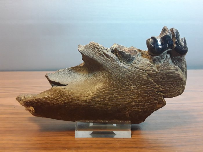 洞穴狮子 - 下顎骨化石 - 70 mm - 14 cm