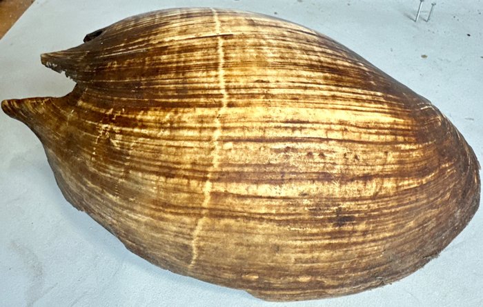 Shell used as Neckrest for generations - stronniczość - Asmat - Papua Zachodnia (Nowa Gwinea)