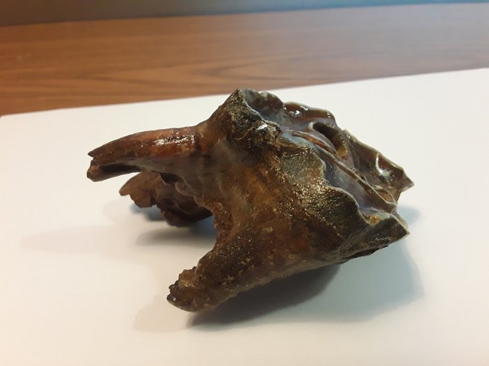 Rinoceronte lanoso - Cranio fossile - Coelodonta antiquitatis - 65 mm - 60 mm