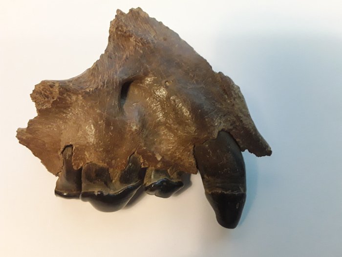 Hiena de las cavernas - Cráneo fósil - Crocuta crocuta ultima - 100 mm - 110 mm
