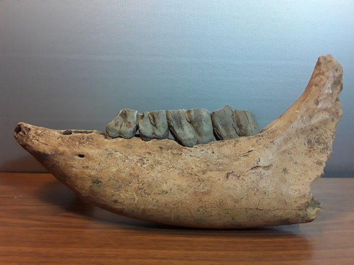 Willy Rhinoceros - Fossil bone - 22 cm - 39 cm