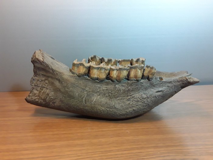 Rhinocéros laineux - Os de mandibule fossilisé - 17 cm - 40 cm