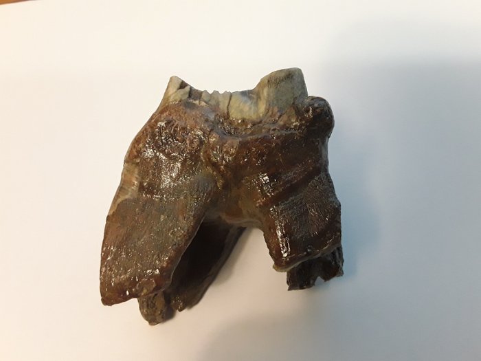 Nosorożec włochaty - Skamieniała czaszka - Coelodonta antiquitatis - 60 mm - 50 mm