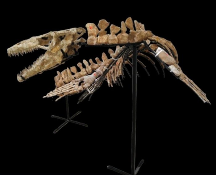 Mosasaur - Schelet fosilă - 3.2 m - 0.6 m