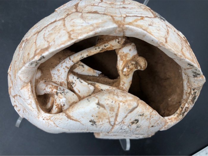 Fossil matrise - Testudo hipparionum - 13 cm - 14 cm