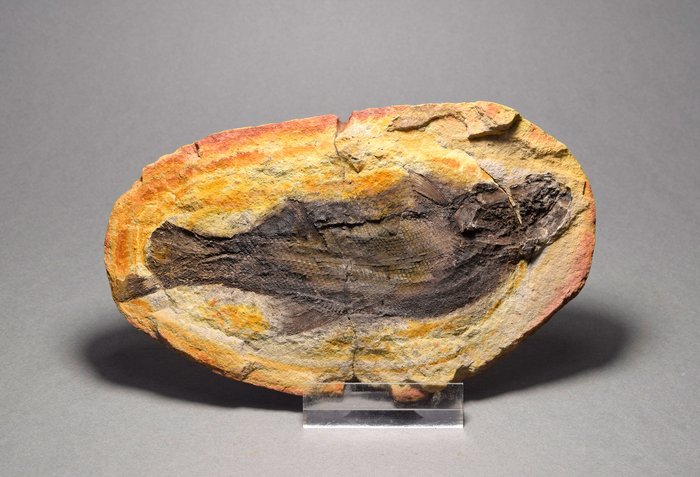 Animal fossilisé - Teffichthys madagascariensis - 11.7 cm