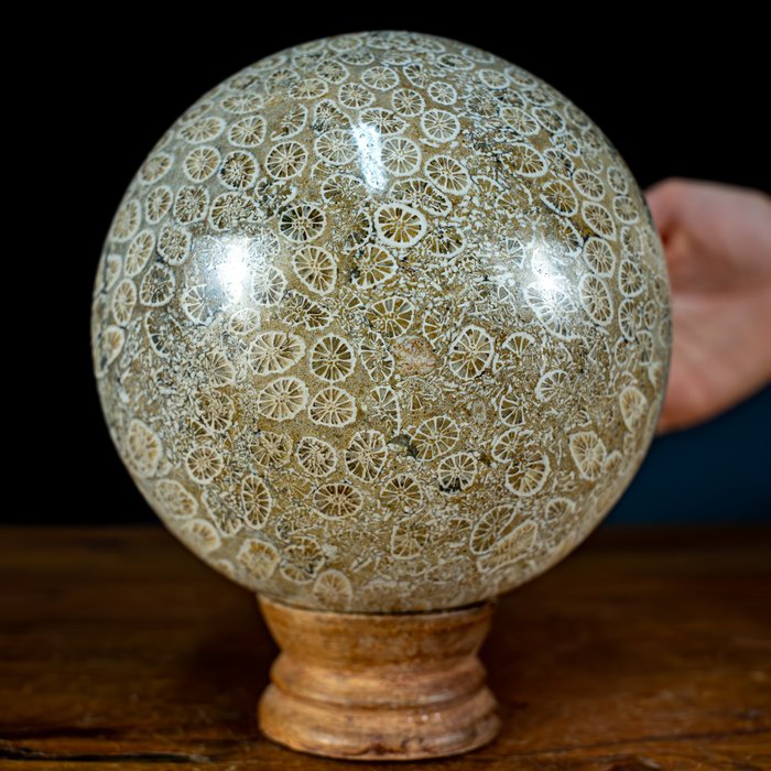 极其罕见的天然“太阳纹”珊瑚化石 球体，澳大利亚 7324.45 克拉- 1464.89 g