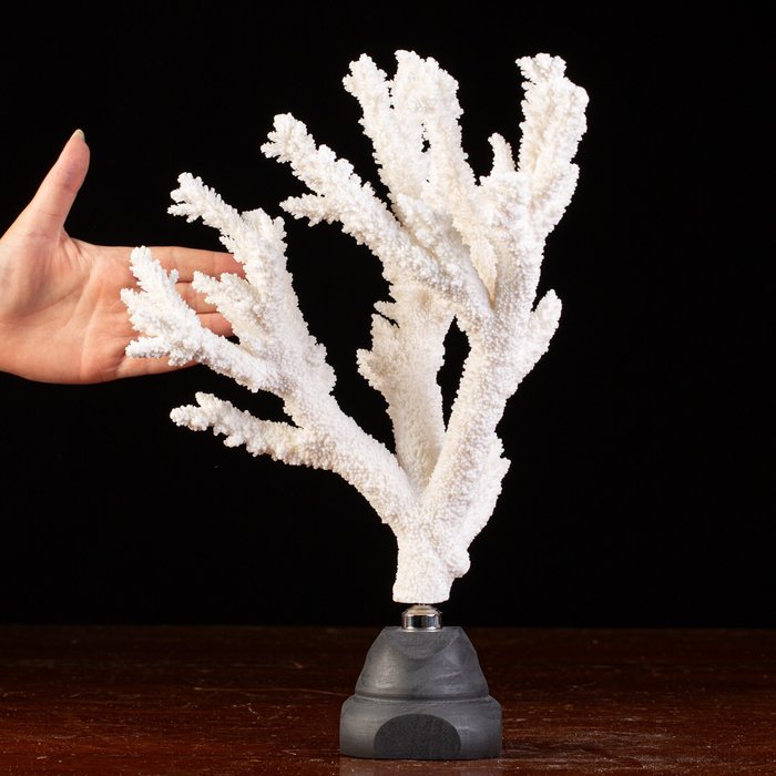 Meren loisto: Valkoinen korallin oksa Täytetyn eläimen koko kehon jalusta - Acropora Florida - 370 mm - 250 mm - 190 mm - 1