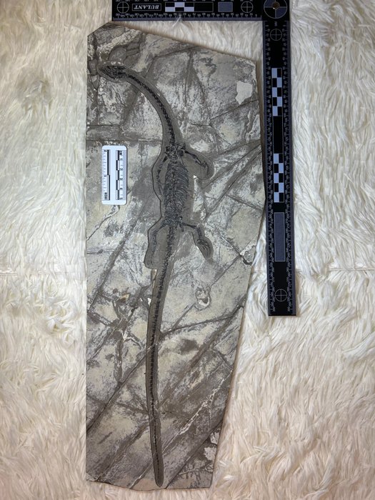 下龍 - Fossil matrix - Hyphalosaurus - 49 cm - 18 cm