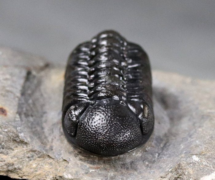 Trilobite - Απολιθωμένο ζώο - Barandeops ovatus - 5 cm