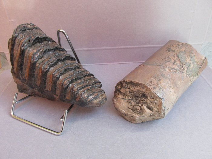 Backenzahn und Stoßzahn - Fossiler Zahn - Mammuthus Meridionalis