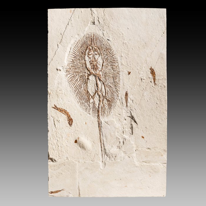 raggio affascinante e grande - raggio di sole del tipo più raro - Matrice fossile - Cyclobatis major - 32.6 cm - 20.3 cm