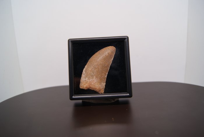 Large size very fine and sharp raptor - Fossil tooth - Abelisauridae