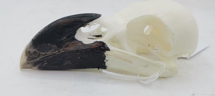 Weißhalsrabe Schädel - Corvus albicollis - 0 cm - 0 cm - 11 cm- Nicht-CITES-Arten