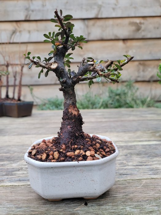 Dwergmispel bonsai - Hoogte (boom): 13 cm - Diepte (boom): 12 cm - Nederland