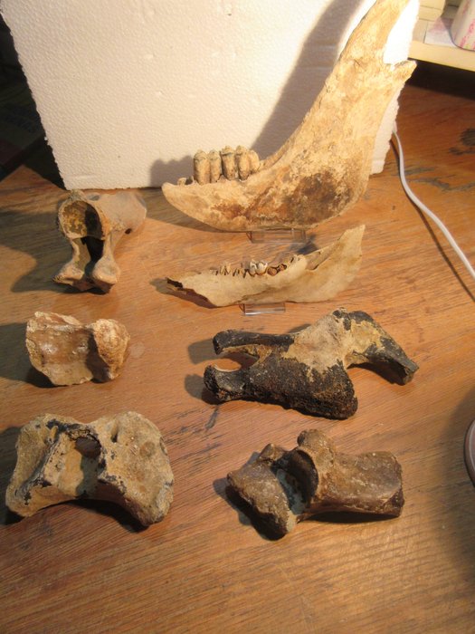 verschiedene pleistozäne Tiere Skelett - Bison Priscus -  paard - rund - 10 cm - 8 cm - 15 cm -  (7)