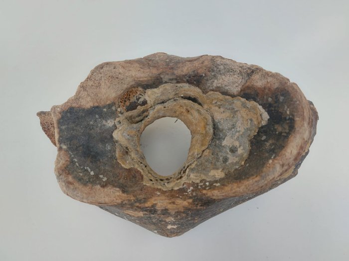 真猛瑪象 - 椎骨化石 - 21 cm - 13 cm