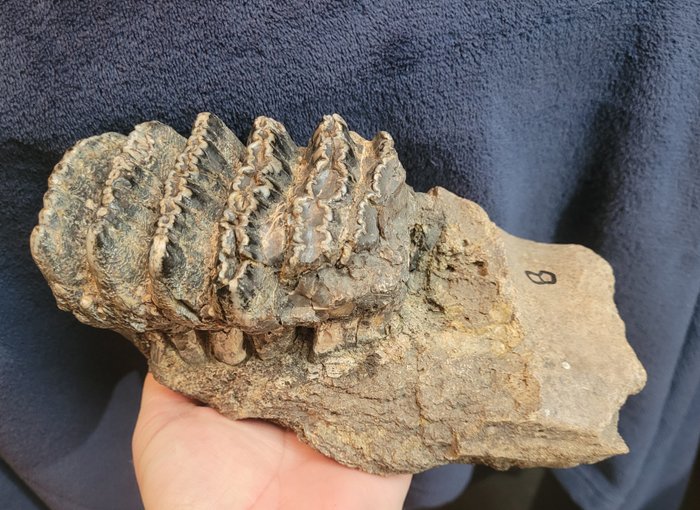 Stegodonte - Molare fossile - Stegodon trigonocephalus