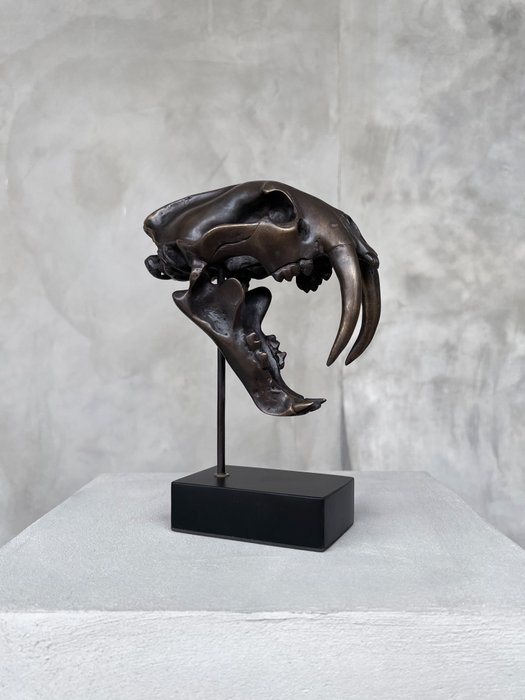 Sculptură, NO RESERVE PRICE - Smilodon - 20 cm - Bronz