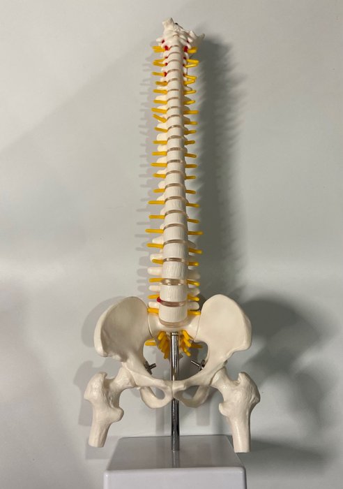 Hip and Spine - Unterrichtsmittel (1) - Verbundwerkstoff - 1990-2000