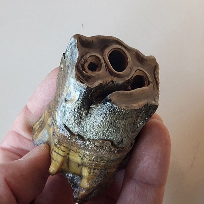 Molar maxilar Rinoceronte lanudo - Diente fósil - Coelodonta antiquitatis - 6 cm - 5 cm