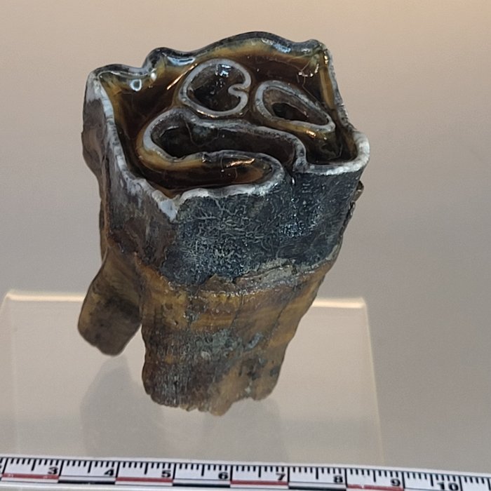 Oberkiefermolar Wollnashorn - Fossiler Zahn - Coelodonta antiquitatis - 6 cm - 5 cm