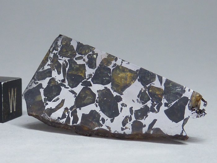 Meteorite Seymchan Pallasite 40 x 20 x 2,2 mm- 6.45 g