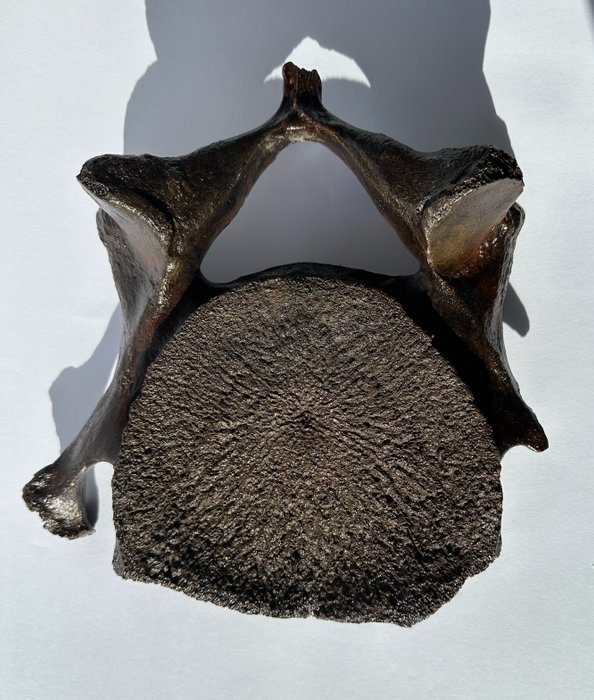 Mamut włochaty - Skamieniała kość kręgowa - 25 cm - 18 cm