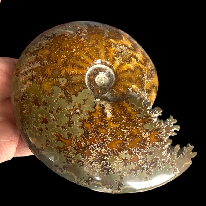 Aioloceras (Cleoniceras) sp. - Fosszilis töredék - Top Quality Ammonith - 16 cm -