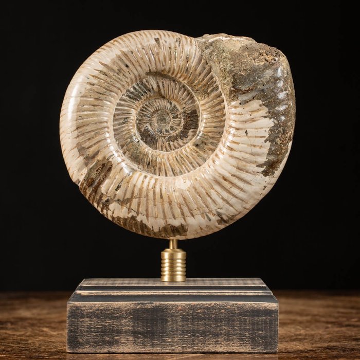 Ammonit – Basis aus Holz und Messing - Tierfossil - Perisphinctid - 23 cm - 14.5 cm