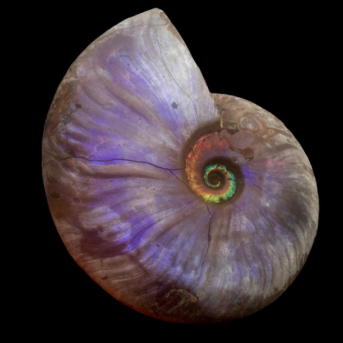 Fragmento de fósil - Purple Opal Ammonite - Raimbow - Purple Cleoniceras - Top!! - 138.5 mm - 116 mm