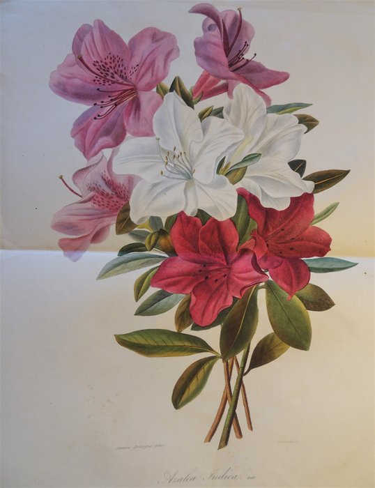 Image 2 of Lemaire, Charles - L'Horticulteur Universel - 1845/1847
