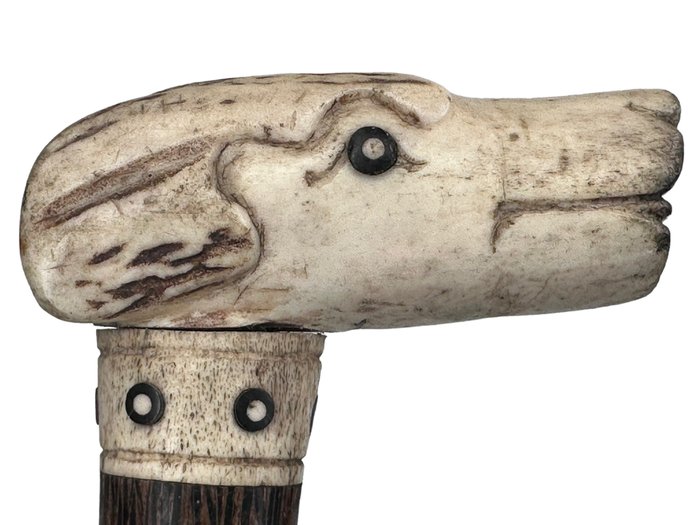 Preview of the first image of Walking stick, Terrier dog handle carved from a deer antlers - Bone, Coromandel - Circa 1940.